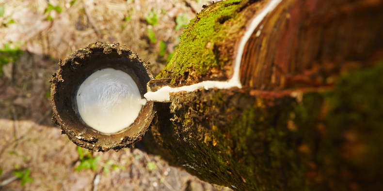 10 Facts about Natural Rubber